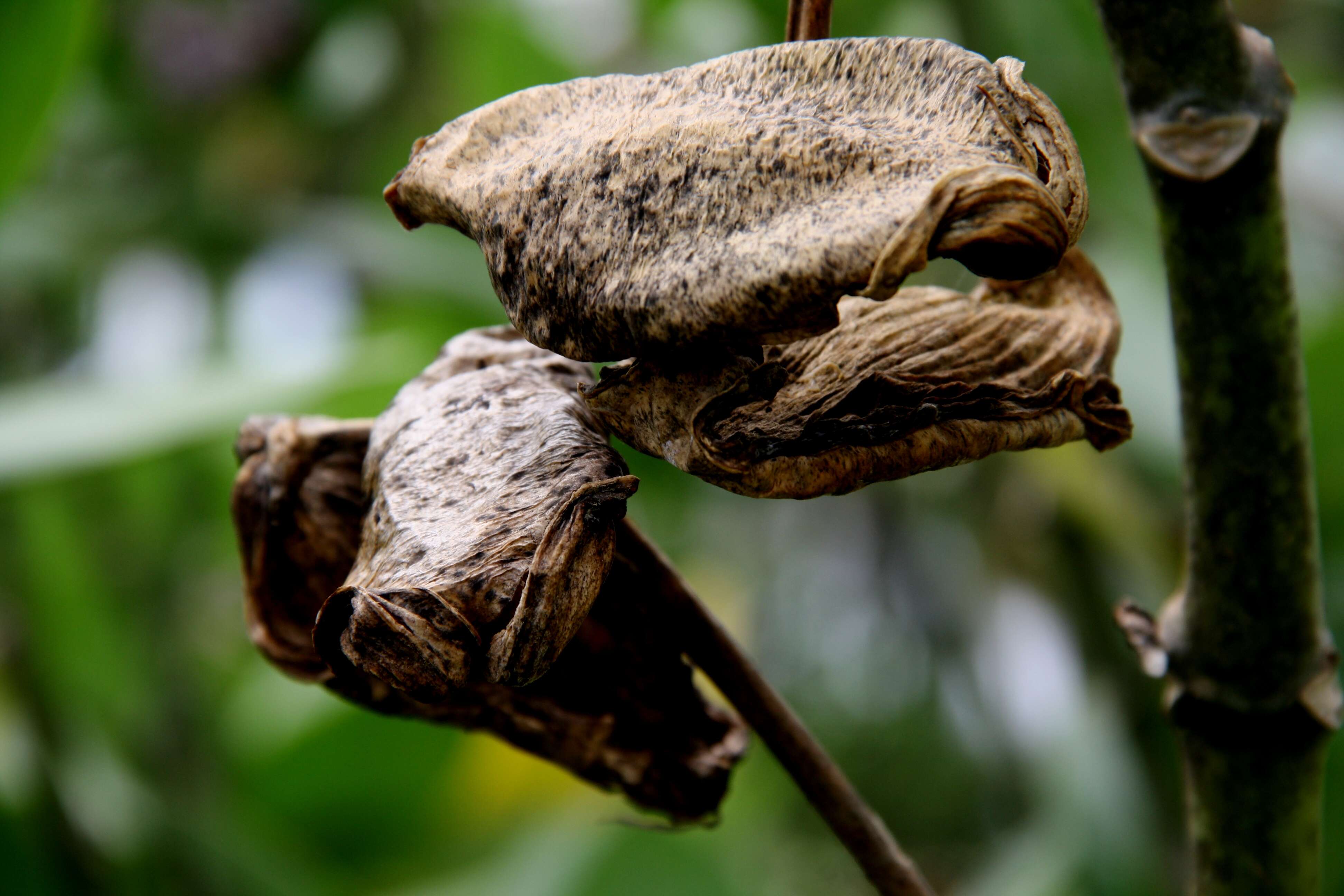 Image of calotropis