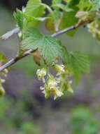 Image of American black currant