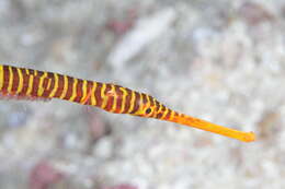 Image of Yellow banded pipefish