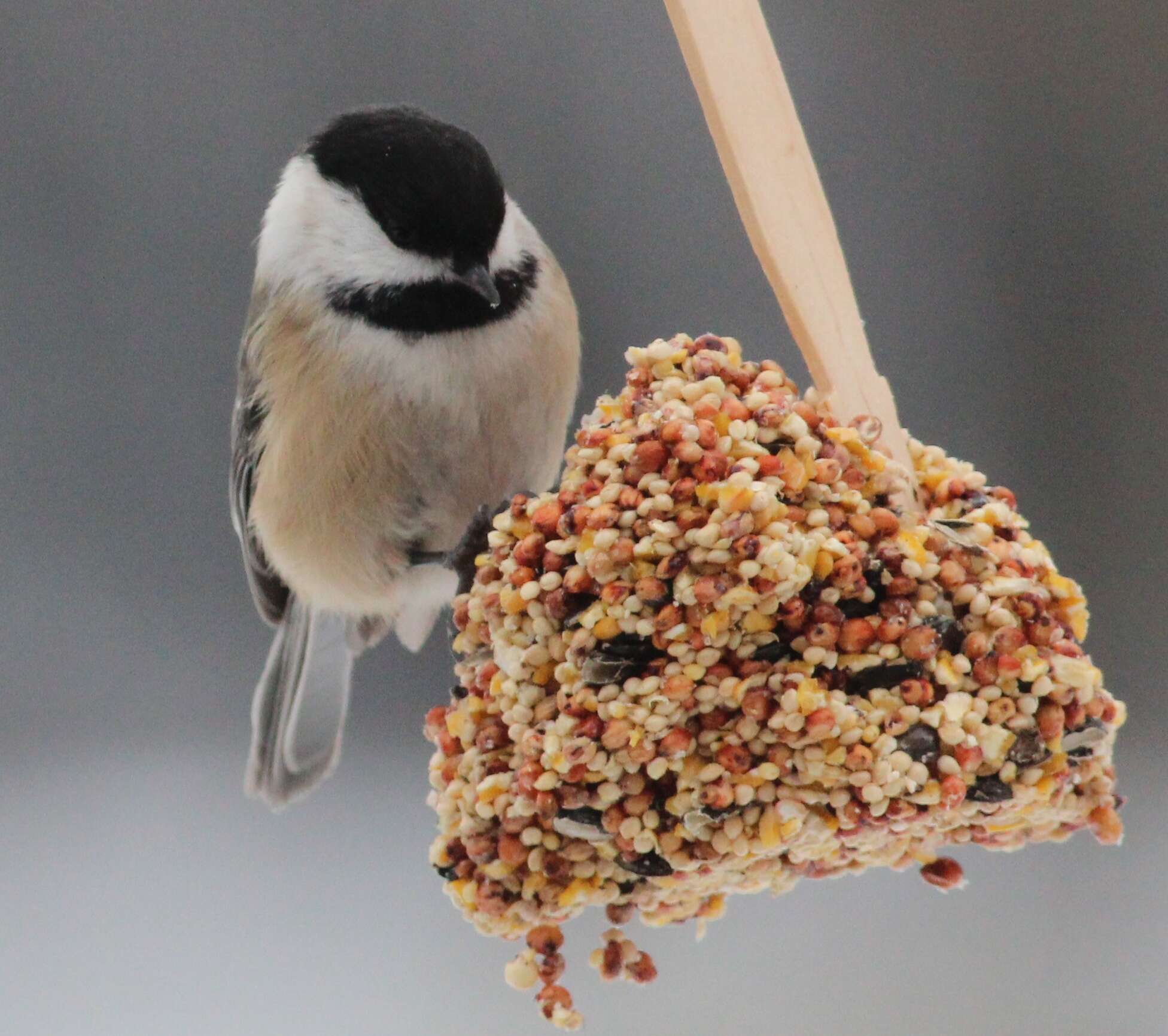 Image of Chickadee