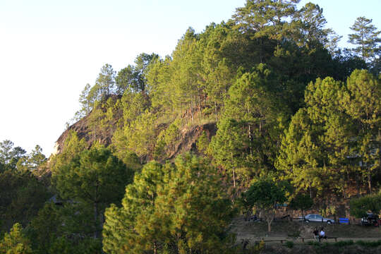 Image of Benguet Pine