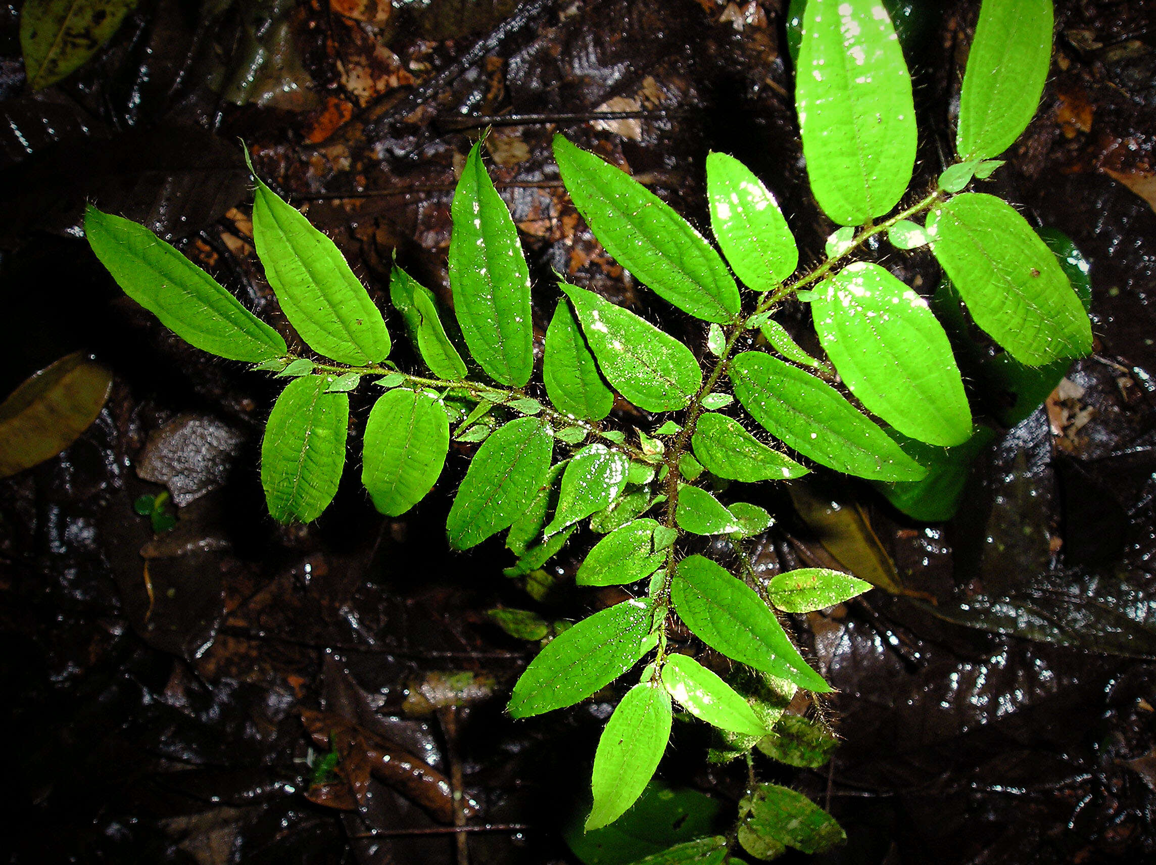 Image of Anisophylleaceae