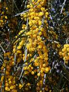 Image of orange wattle