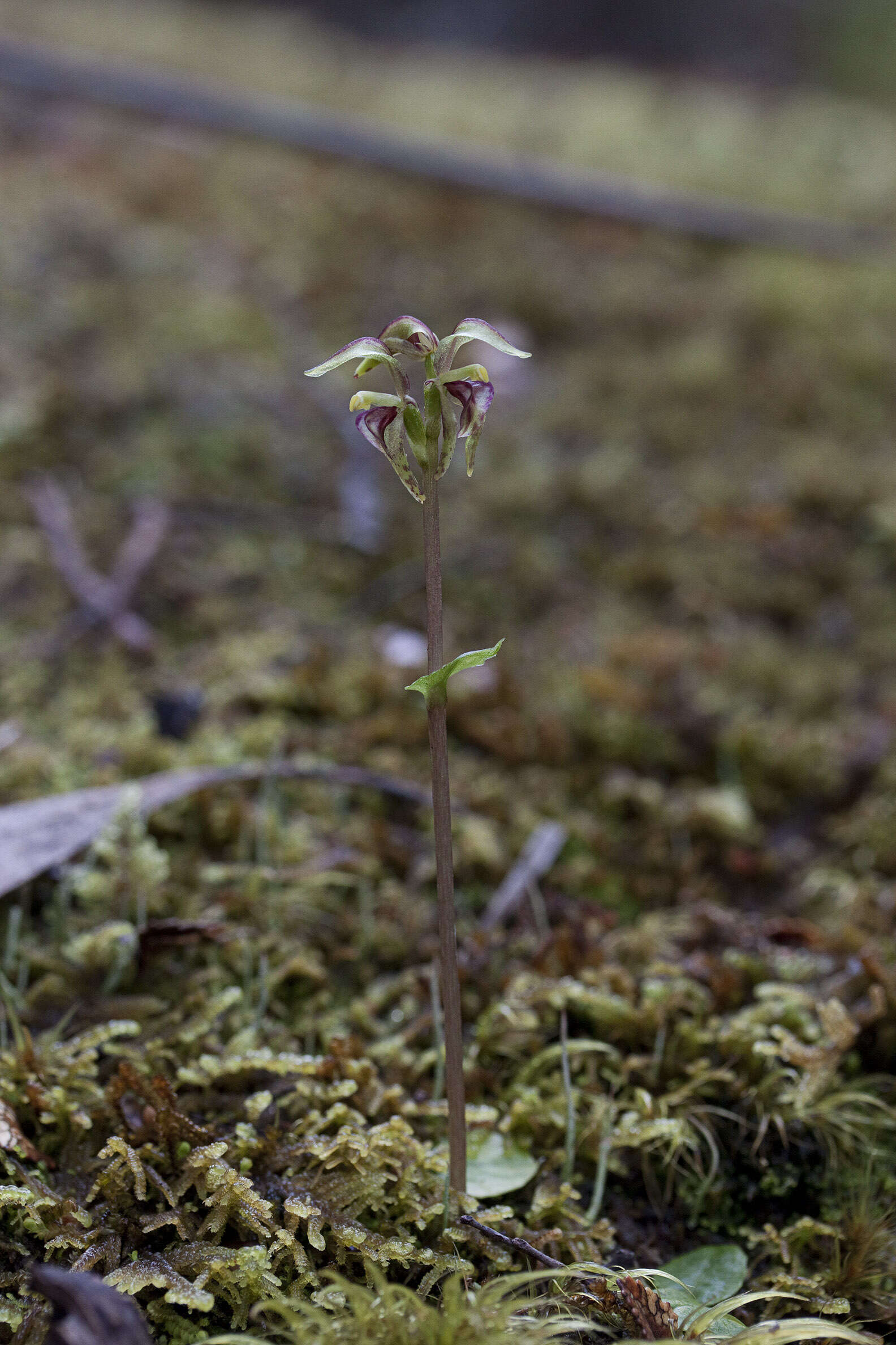 Plancia ëd Townsonia viridis (Hook. fil.) Schltr.