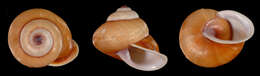 Image of Mollusca