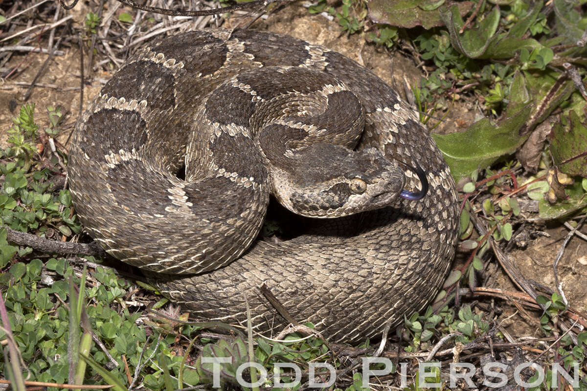 Image of Northern Pacific Rattlesnake