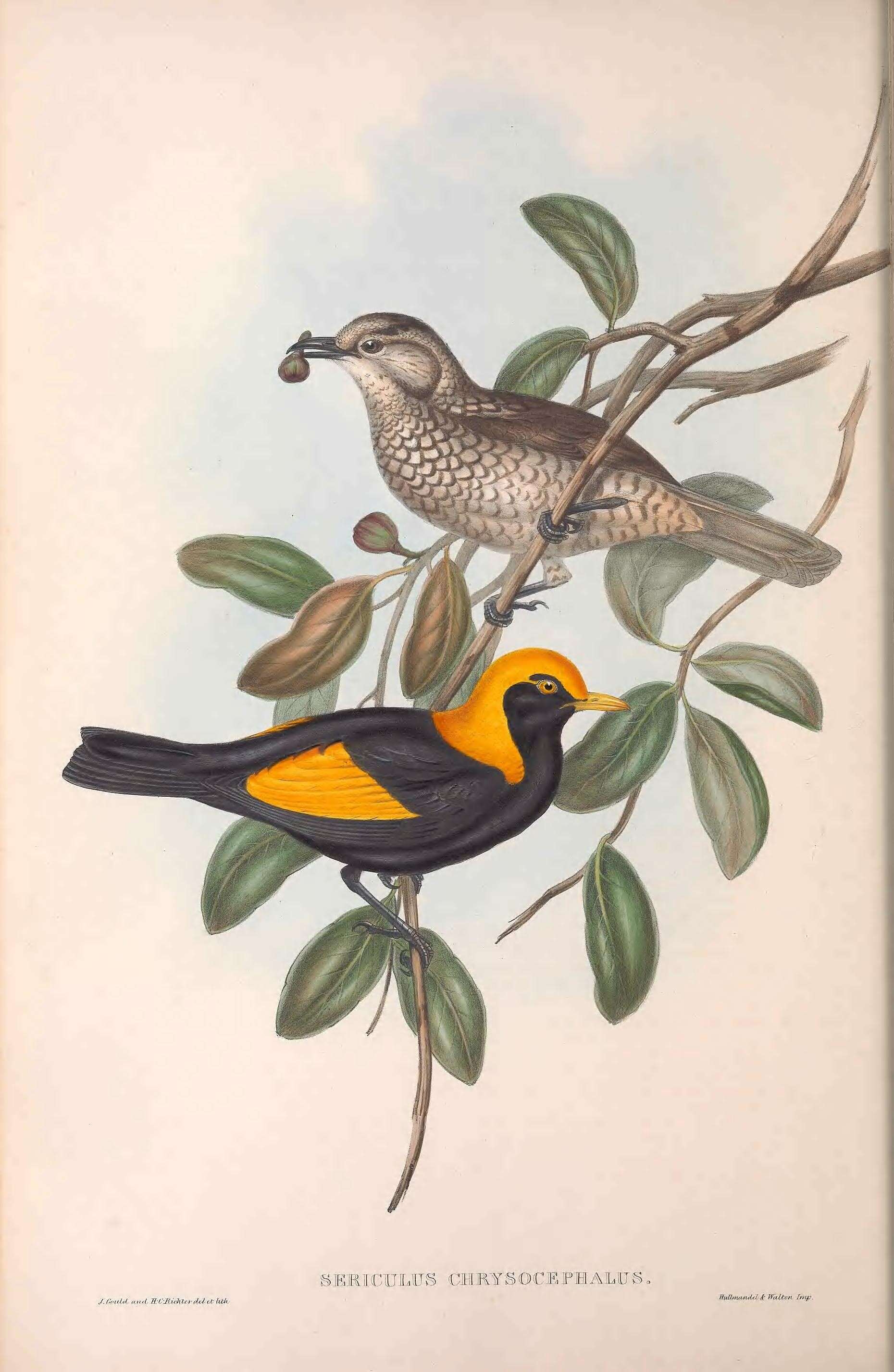 Image of Sericulus Swainson 1825