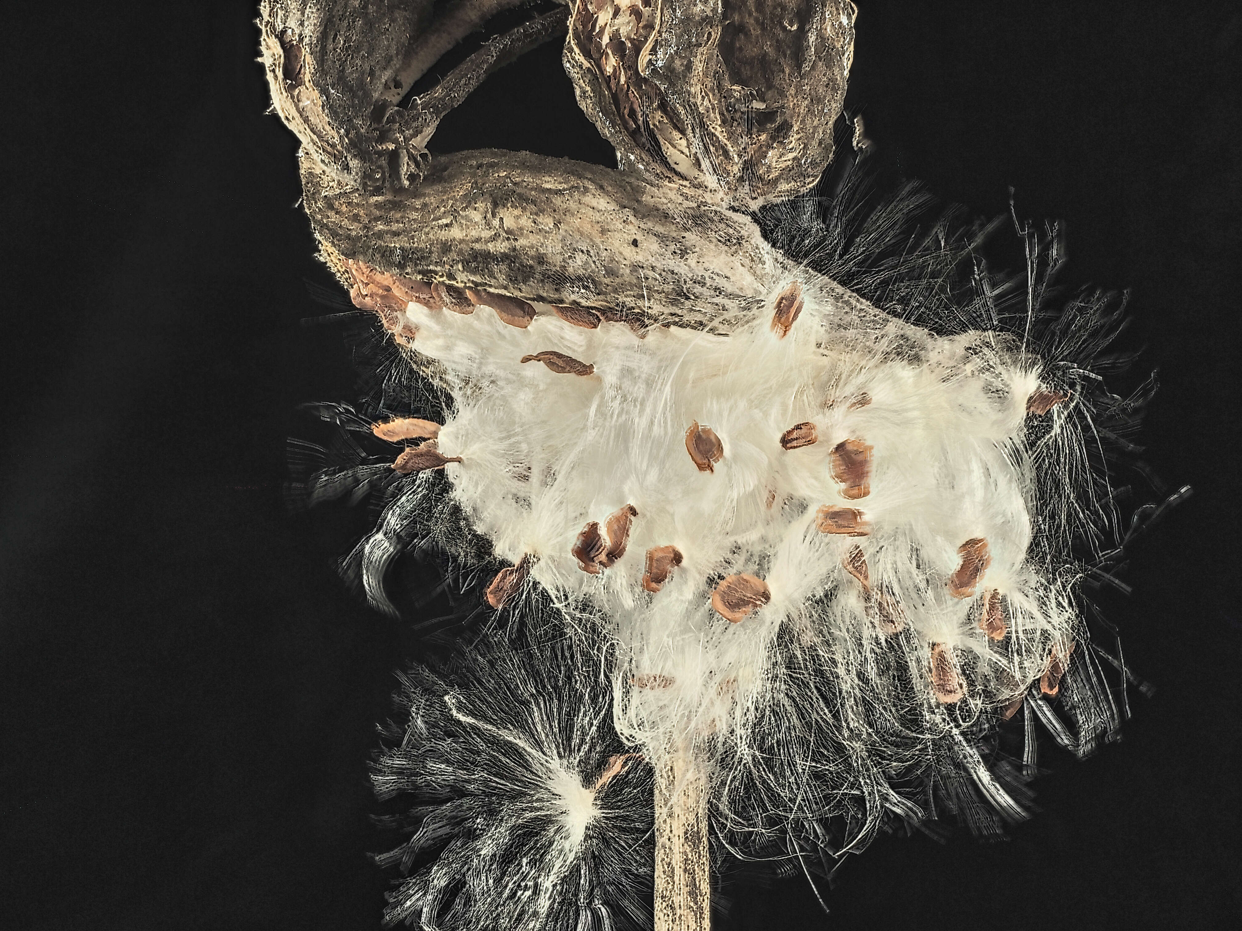 Image of milkweed