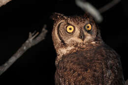 Image of Eagle-owls