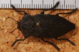 Image de Capnodis tenebrionis (Linnaeus 1761)