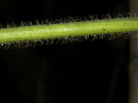 Image of Dalechampia osana Armbr.