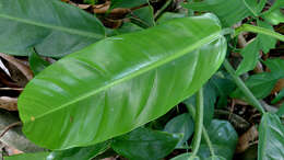 Sivun Philodendron blanchetianum Schott kuva