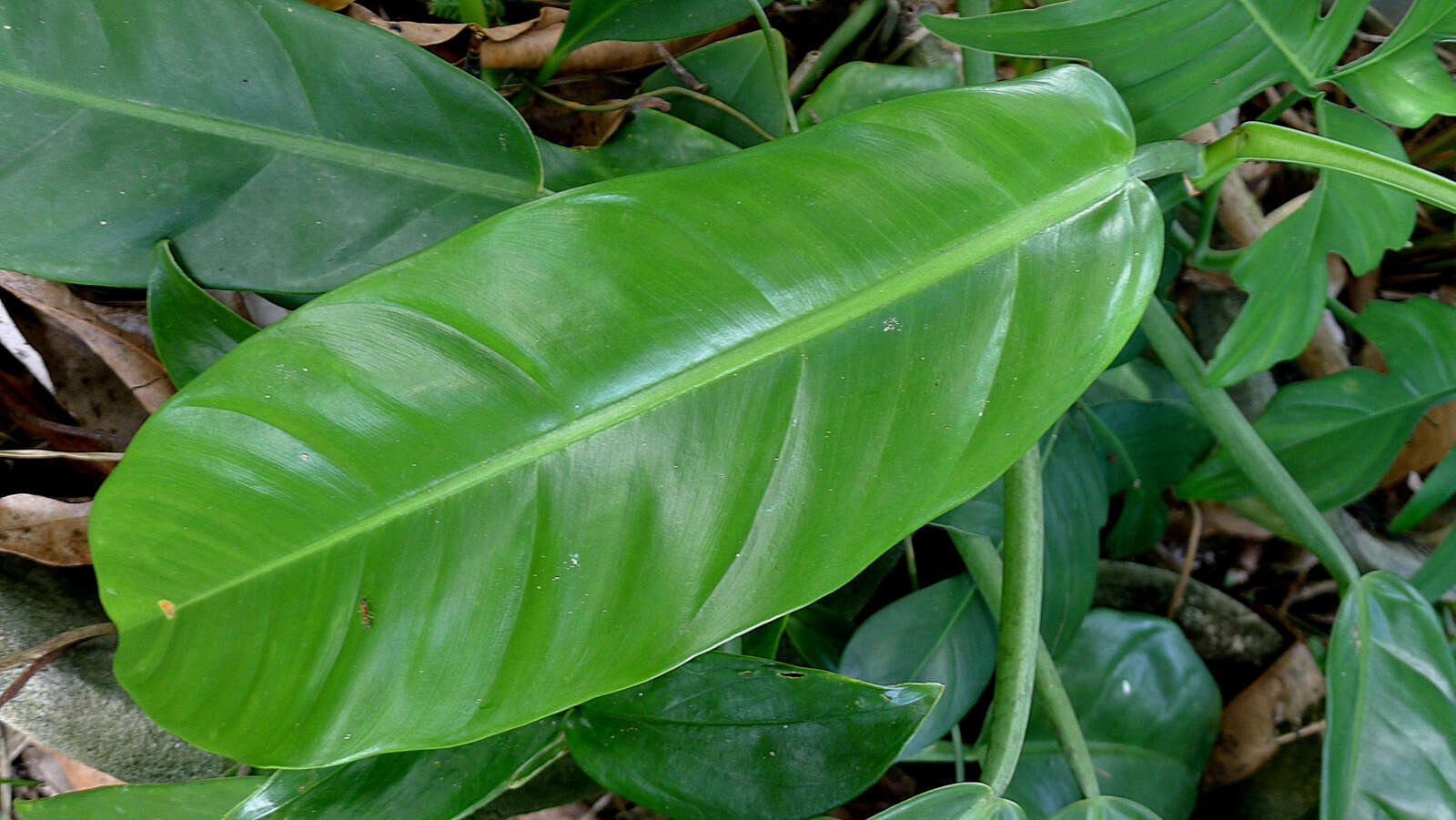 Philodendron blanchetianum Schott resmi