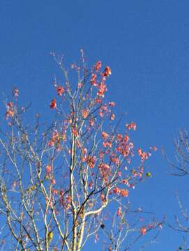 Image of Red Maple