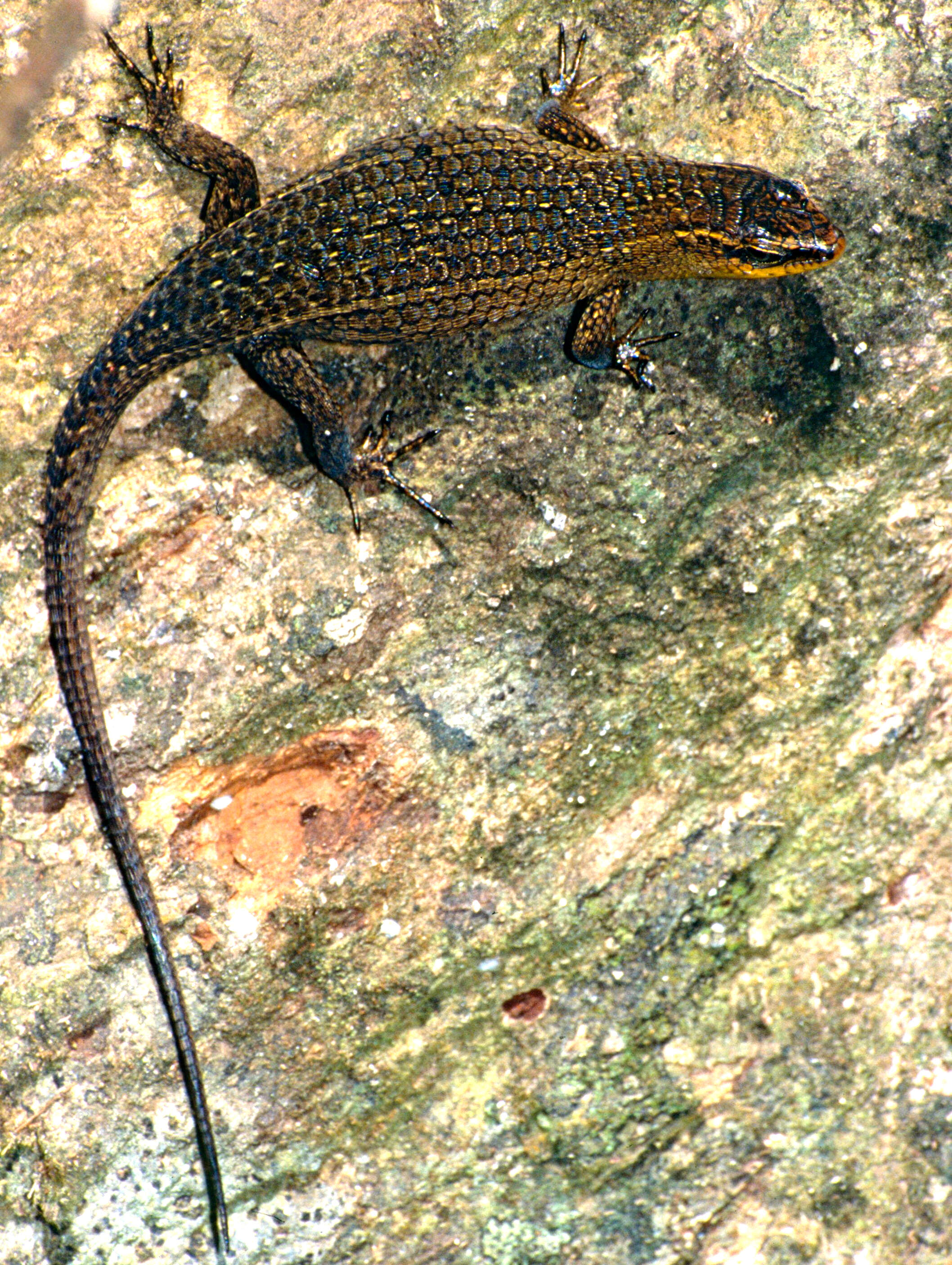 Image of Nicobar Island Skink