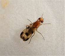 Image of druid flies