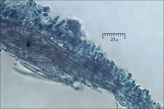 Image of Cinereomyces