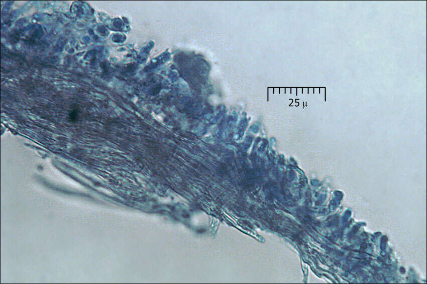 Image of Cinereomyces