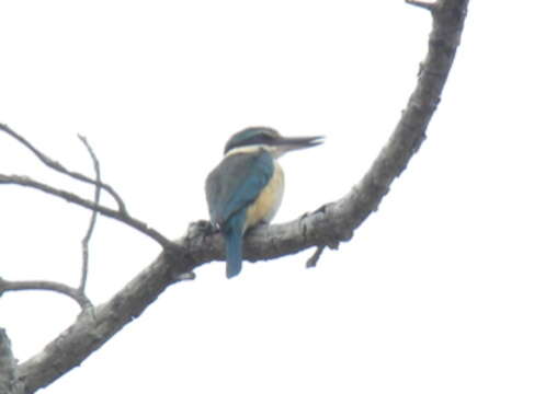 Image of Sacred Kingfisher