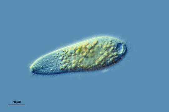 Image of Trachelophyllum Claparède & Lachmann 1859