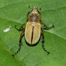 Image of Macrodactylus angustatus (Palisot De Beauvois 1805)