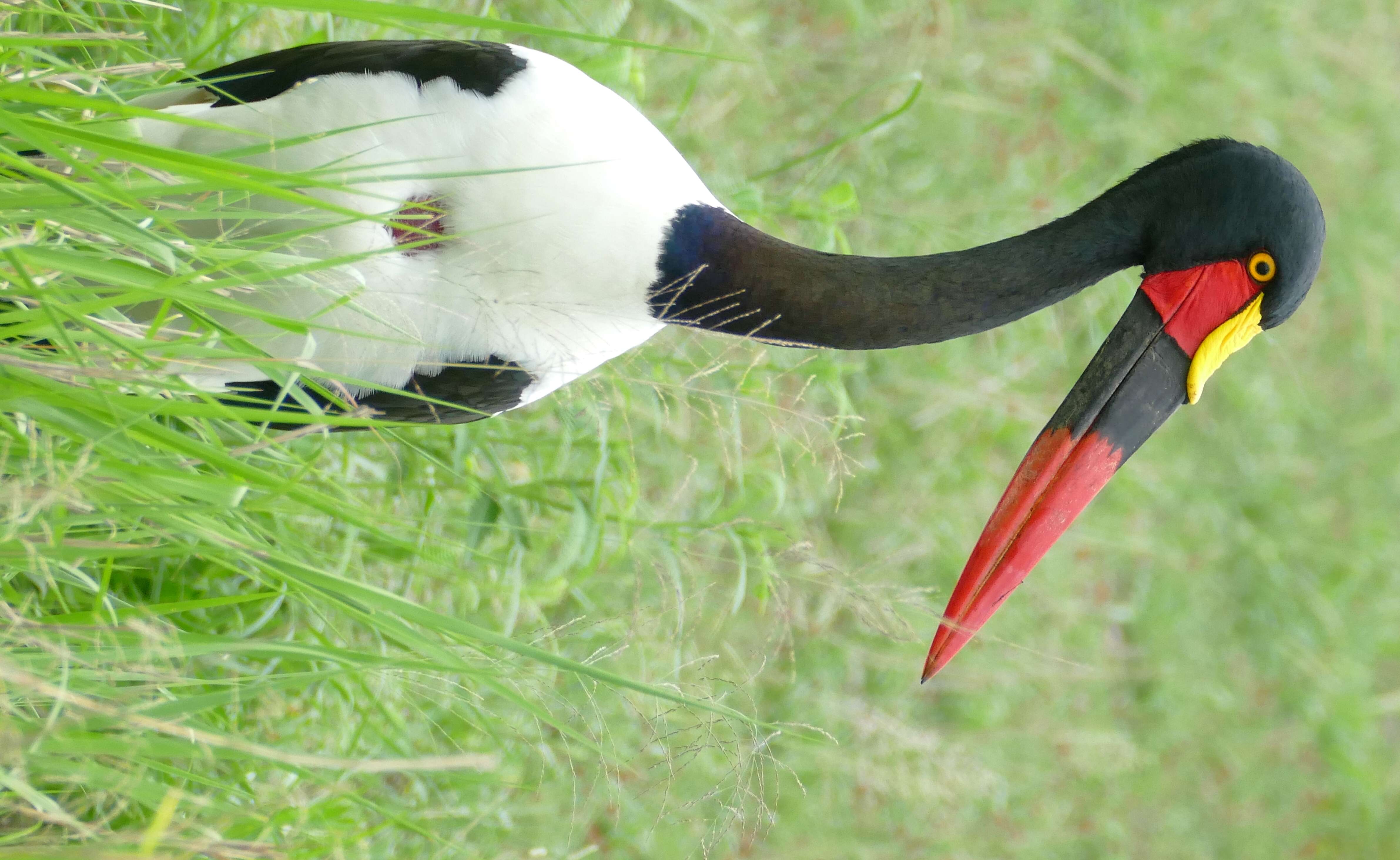 Image of Saddle-billed Stork