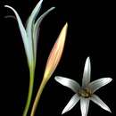 Image of Crinum papillosum Nordal