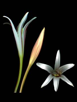 Image of Crinum papillosum Nordal