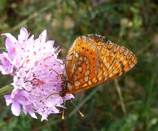 Image of Marsh fritillary