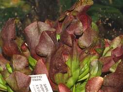 Image of purple pitcherplant