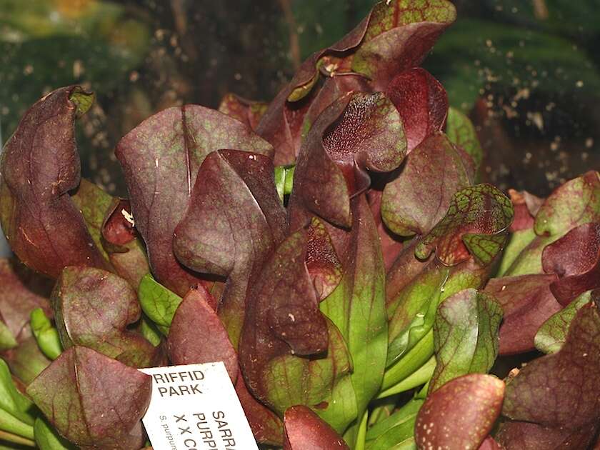 Image of Pitcher plant