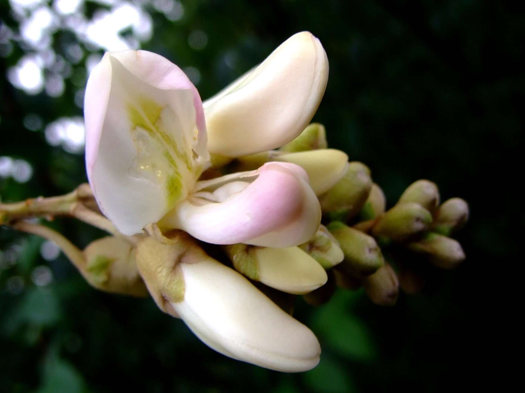 Image of Millettia speciosa Champ.