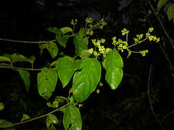 Image de Tetrapterys tinifolia Triana & Planch.