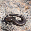 Image of Boulder Cool-skink