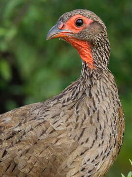 Image of Swainson's Spurfowl