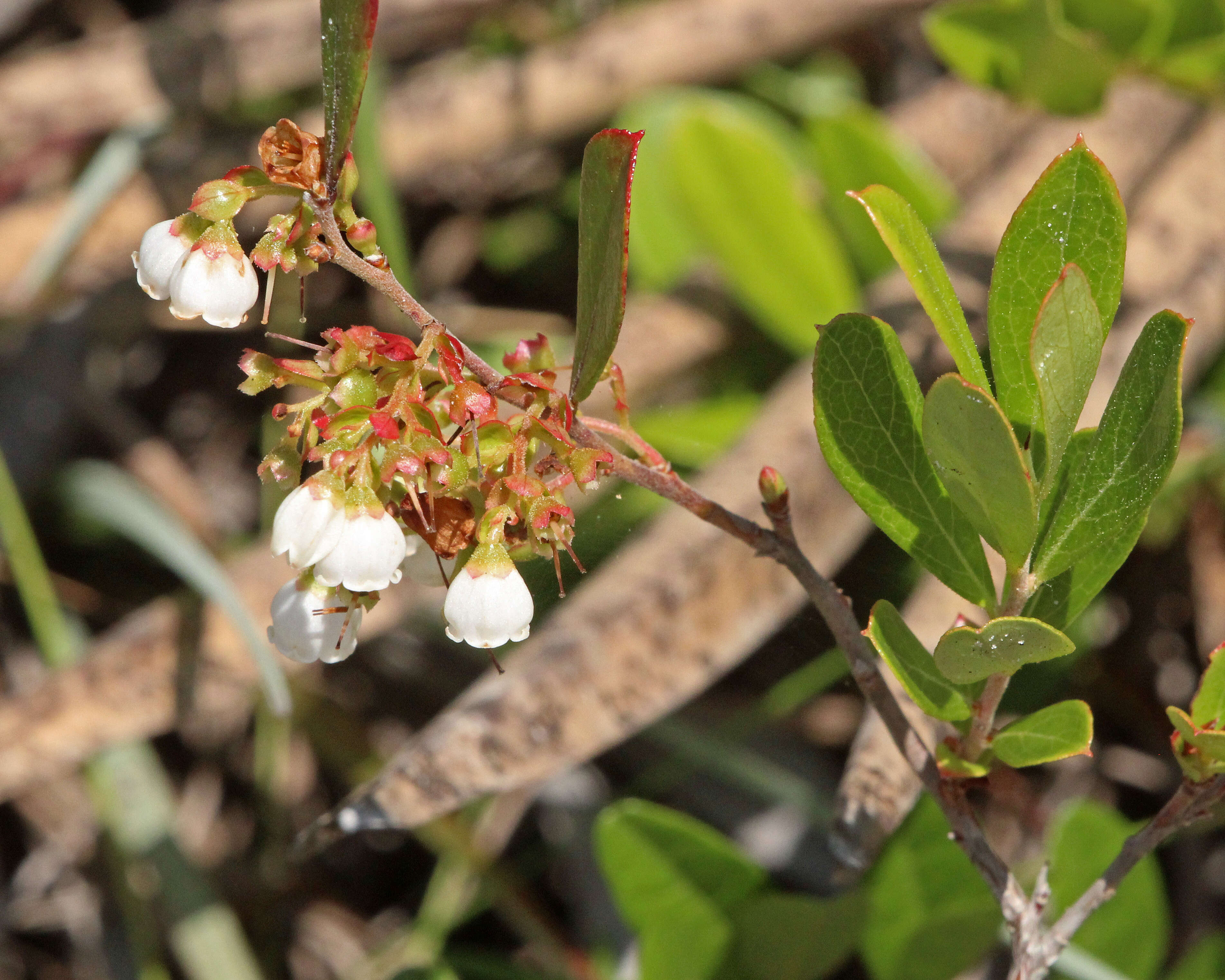 Image of dwarf huckleberry