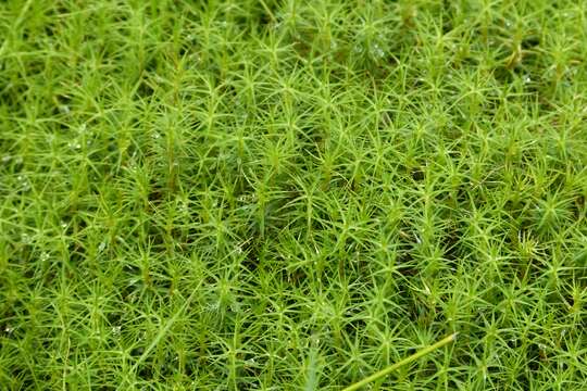 Image of polytrichastrum moss