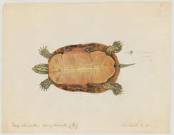 Image of Cooter Turtles