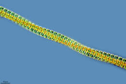 Слика од Desmidium swartzii