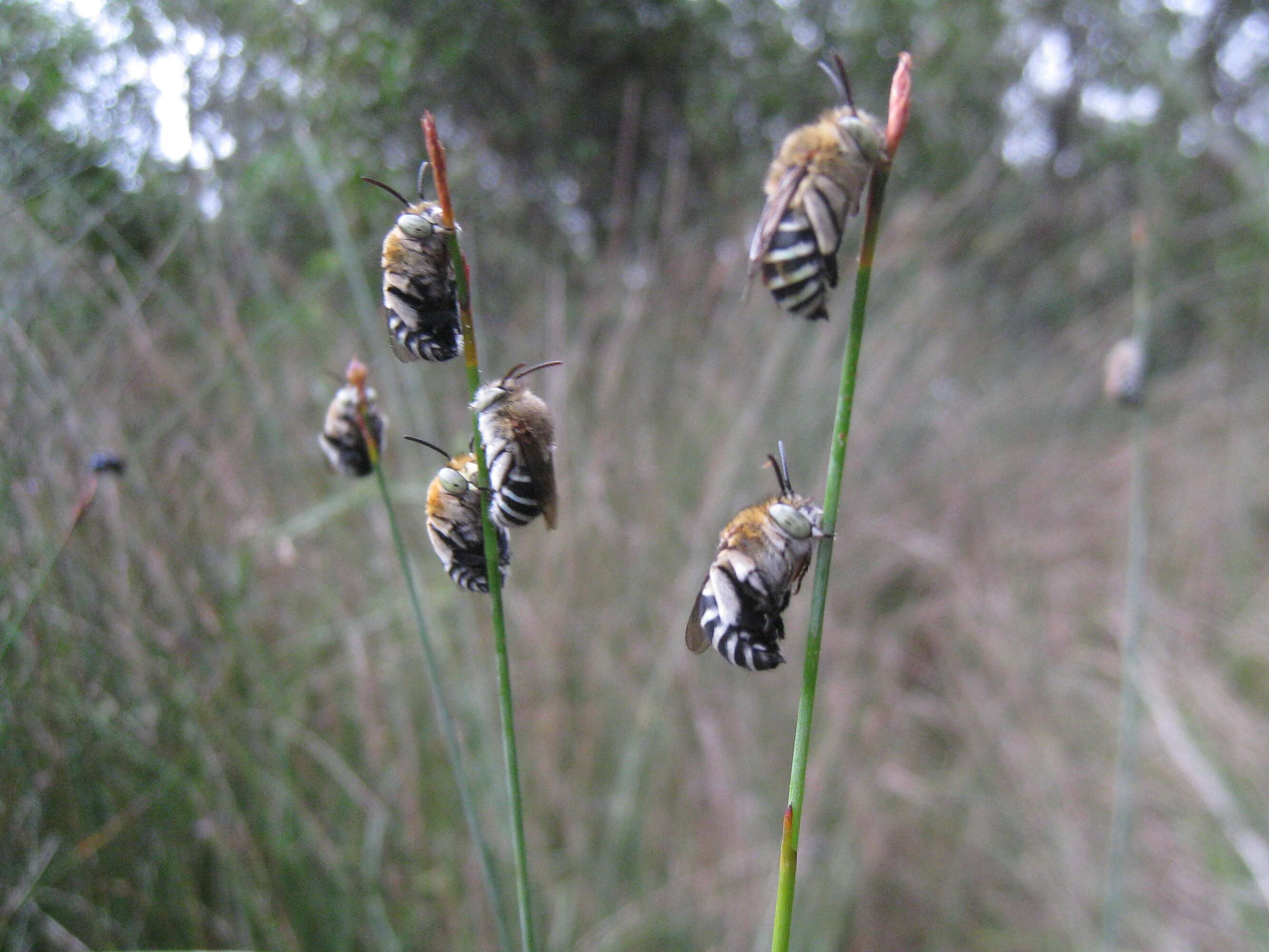 Image of Anthophorine Bees