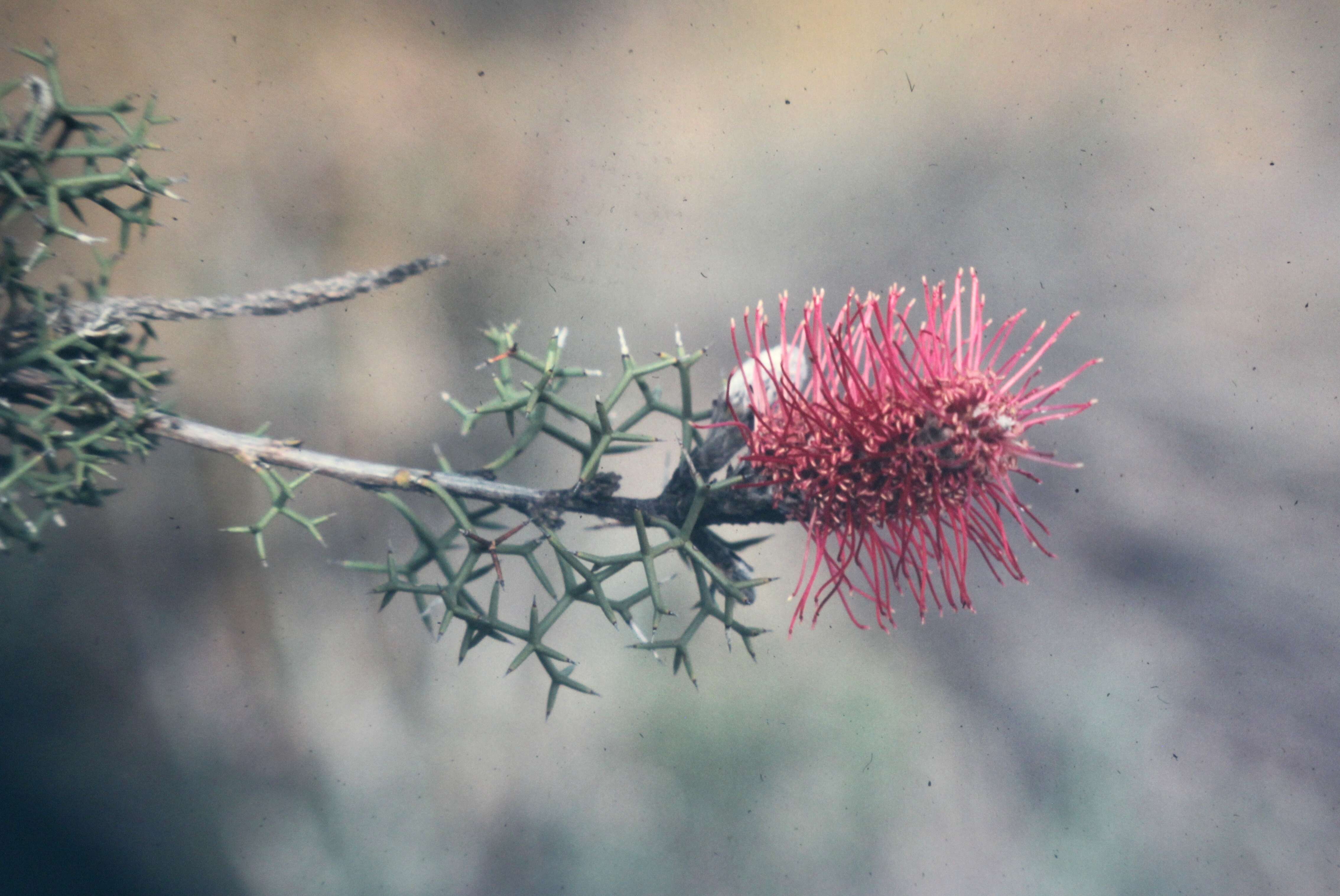 Image of Grevillea paradoxa F. Müll.