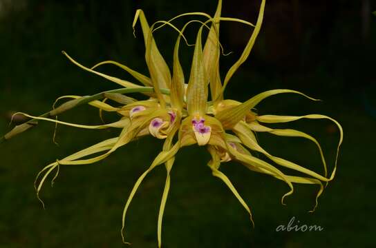 Bulbophyllum virescens J. J. Sm. resmi