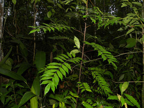 Image de Simaba polyphylla (Cavalcante) W. W. Thomas