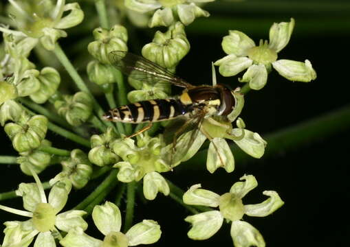 Image of Sphaerophoria interrupta (Fabricius 1805)