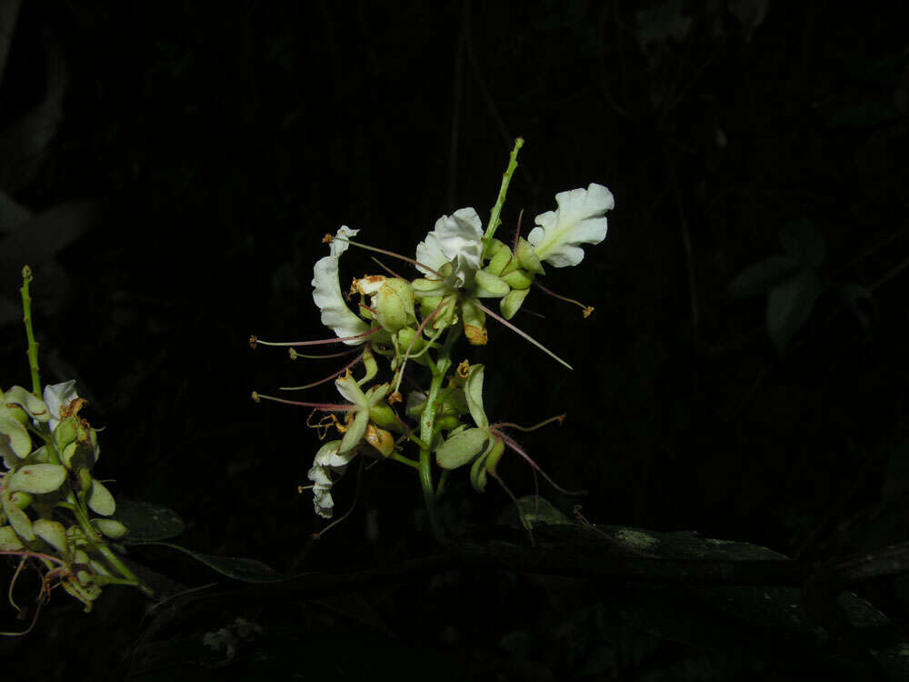 Image of Macrolobium costaricense W. C. Burger