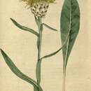 Image of Centaurea glastifolia L.