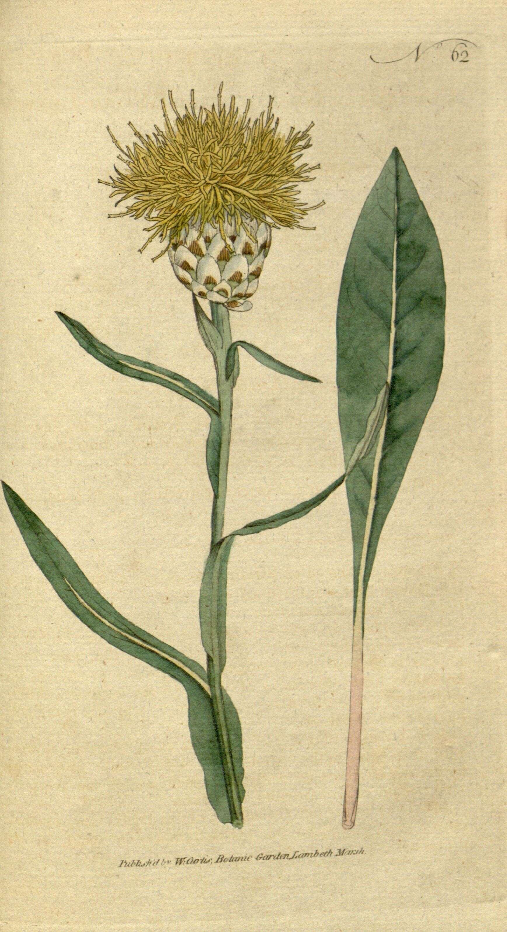Image of Centaurea glastifolia L.