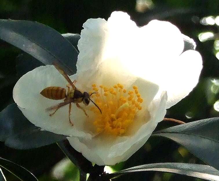 Imagem de Polyspora axillaris (Roxb.) Sweet