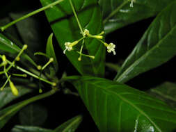 Psychotria marginata Sw.的圖片