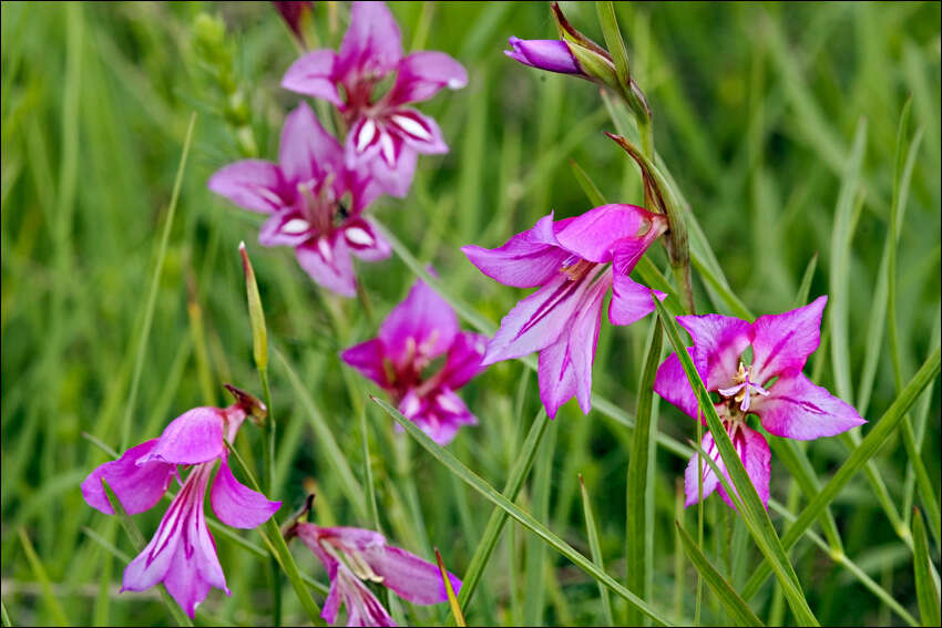 Image of Gladiolus illyricus W. D. J. Koch